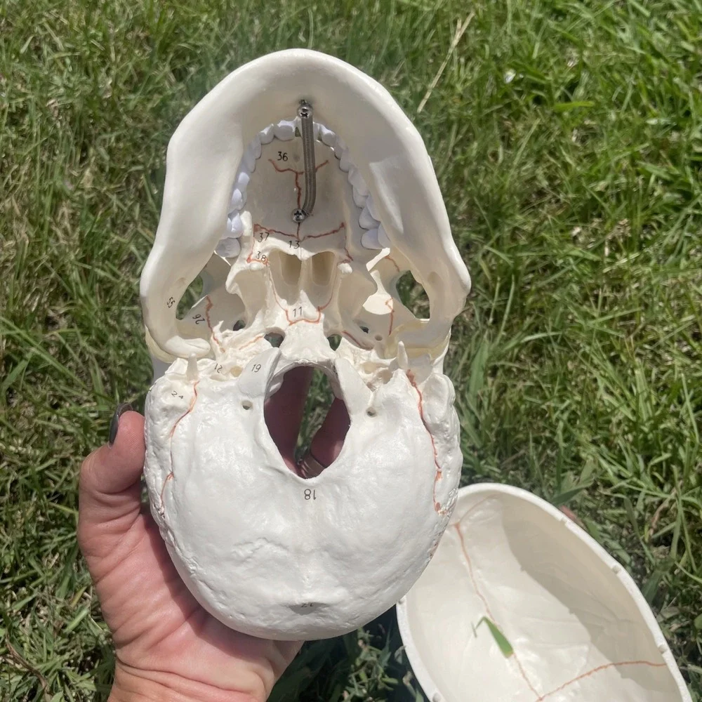 Classroom Study Human Skull Model Life‎ Size Adult Anatomy Skeleton Removeable